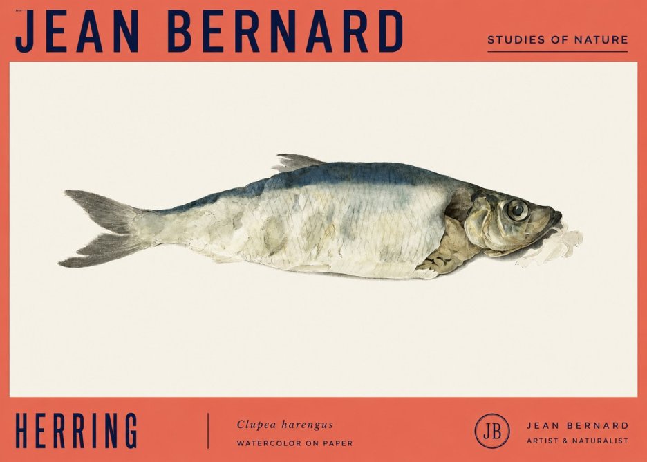 Jean Bernard Herring No4 - Plakát