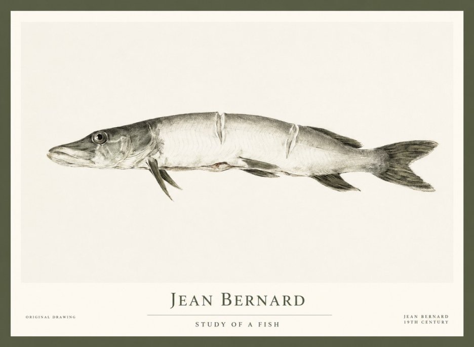 Jean Bernard Study of a Fish II No1 - Plakát