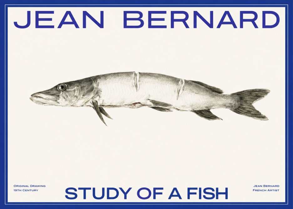Jean Bernard Study of a Fish II No2 - Plakát