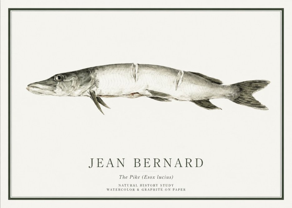 Jean Bernard Study of a Fish II No6 - Plakát