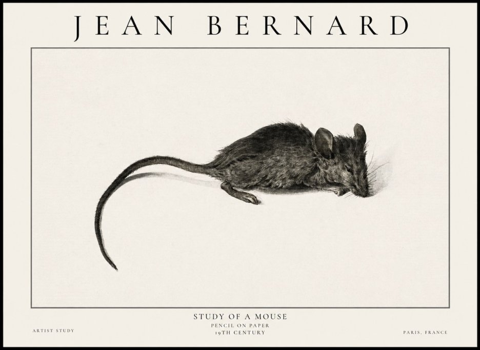 Jean Bernard Study of a Mouse I No6 - Plakát