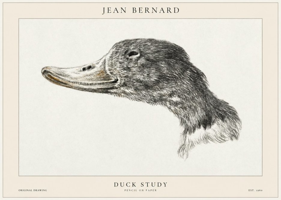 Jean Bernard Study of a Duck No2 - Plakát