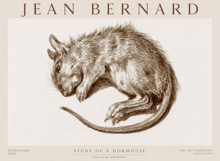 Jean Bernard Study of a Dormouse No1 - Plakát