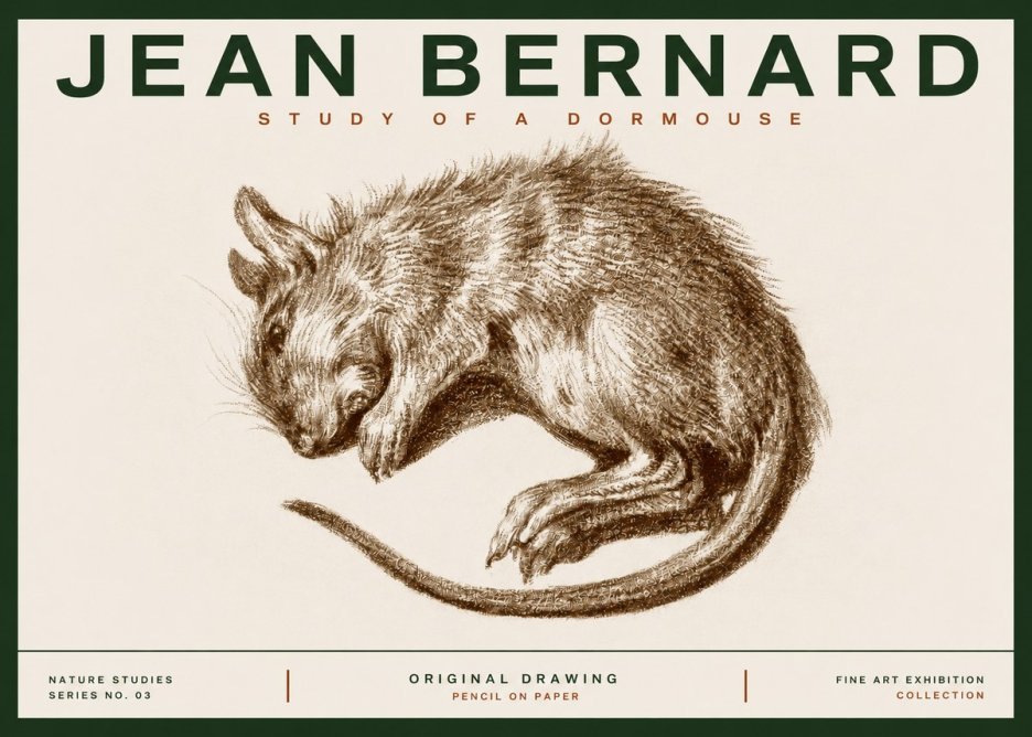 Jean Bernard Study of a Dormouse No3 - Plakát