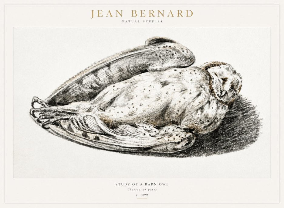 Jean Bernard Sleeping Owl No2 - Plakát