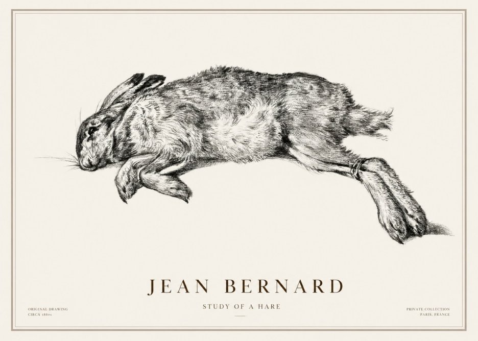 Jean Bernard Study of a Rabbit No3 - Plakát