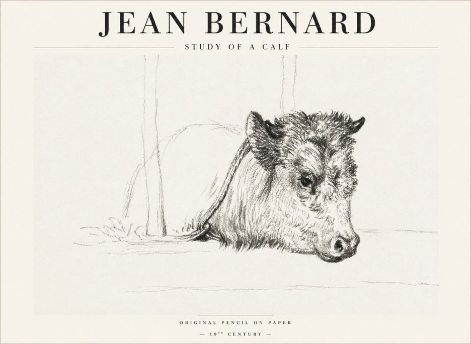 Jean Bernard Study of a Calf I No1 - Plakát