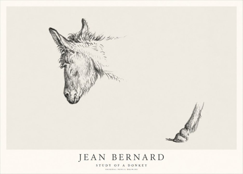 Jean Bernard Study of a Donkey II No1 - Plakát