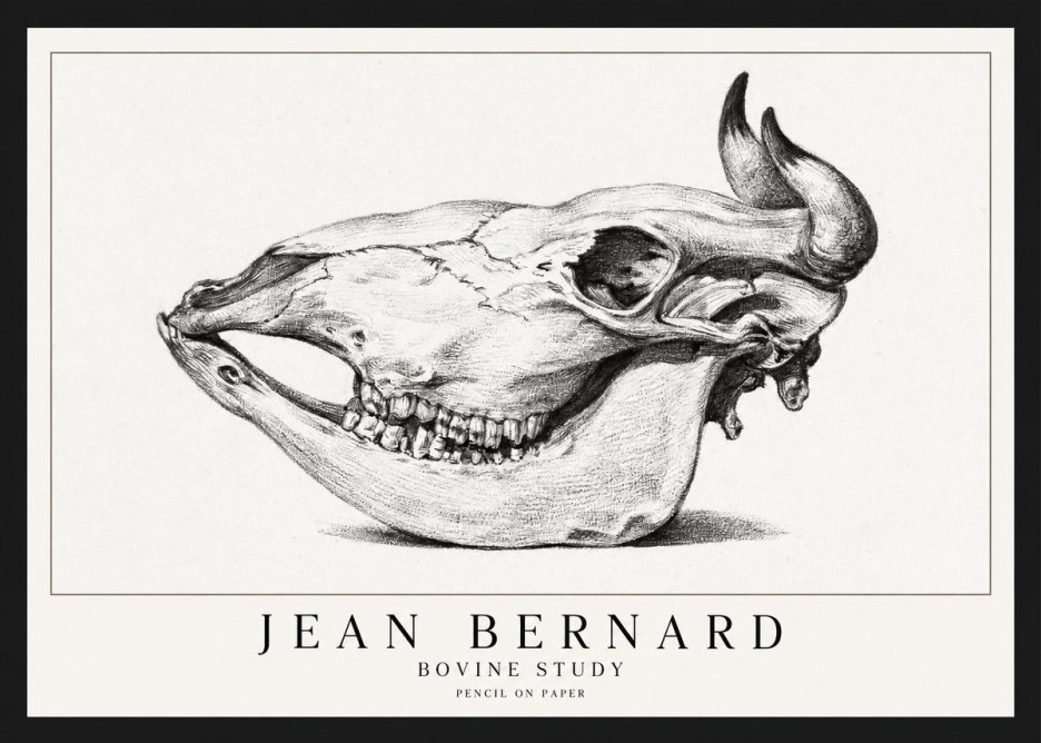 Jean Bernard Bovine Skull Study No2 - Plakát