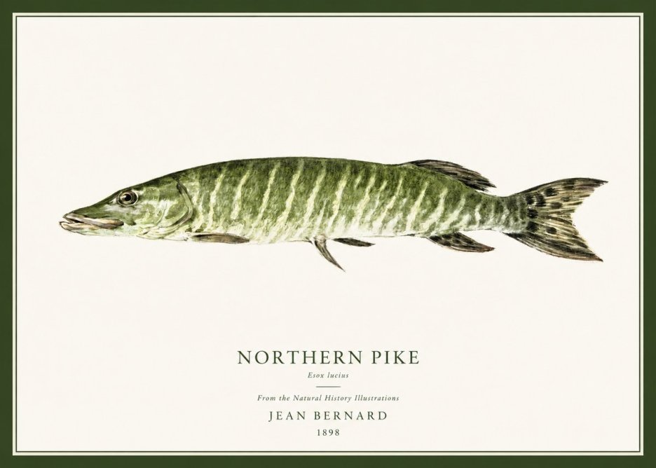 Jean Bernard Northern Pike No1 - Plakát