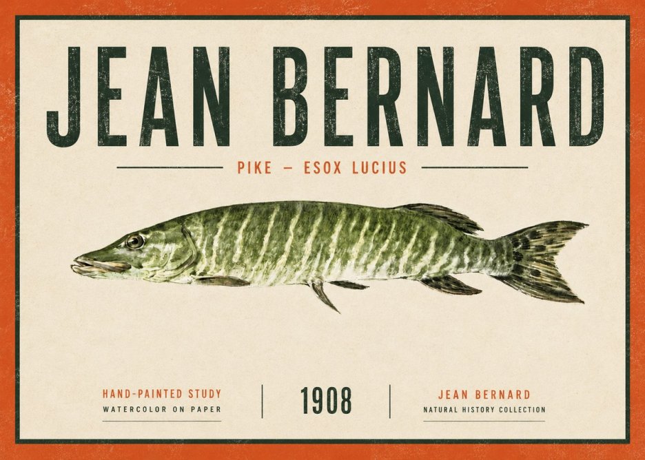 Jean Bernard Northern Pike No6 - Plakát