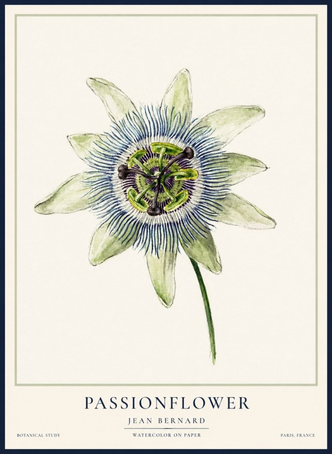 Jean Bernard Passionflower No2 - Plakát