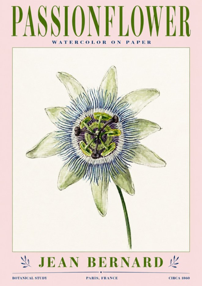 Jean Bernard Passionflower No3 - Plakát