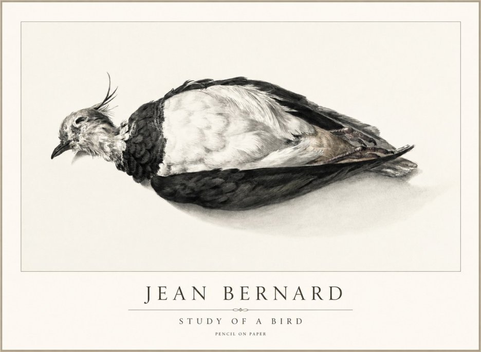 Jean Bernard Study of a Bird II No2 - Plakát