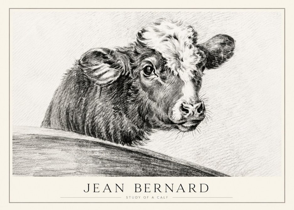 Jean Bernard Study of a Calf II No1 - Plakát