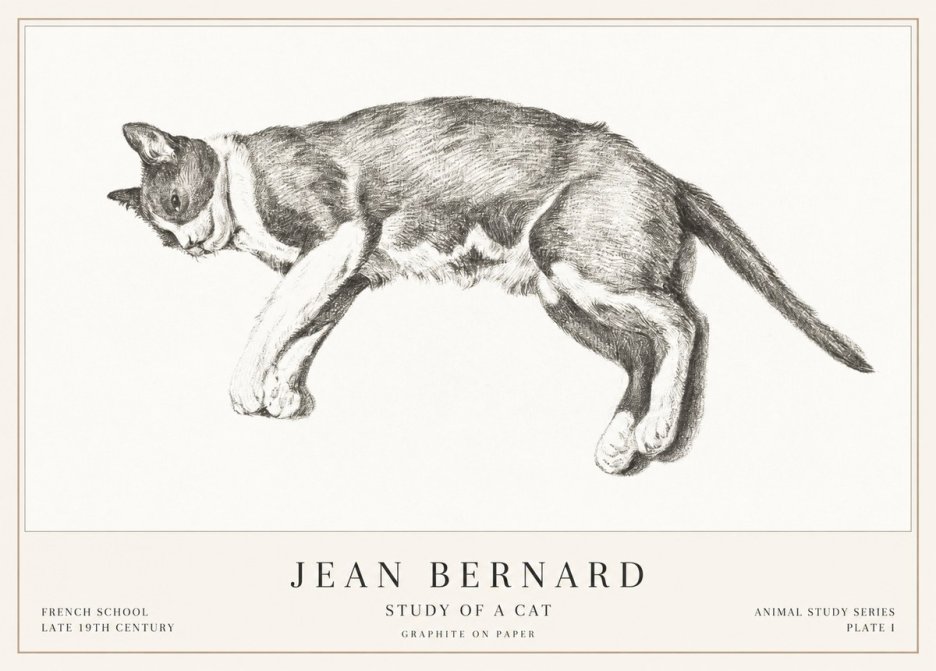 Jean Bernard Cat Study VII No3 - Plakát