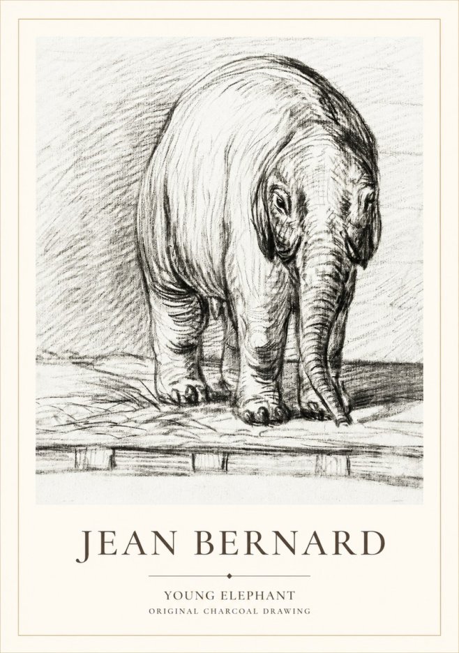 Jean Bernard Young Elephant No1 - Plakát