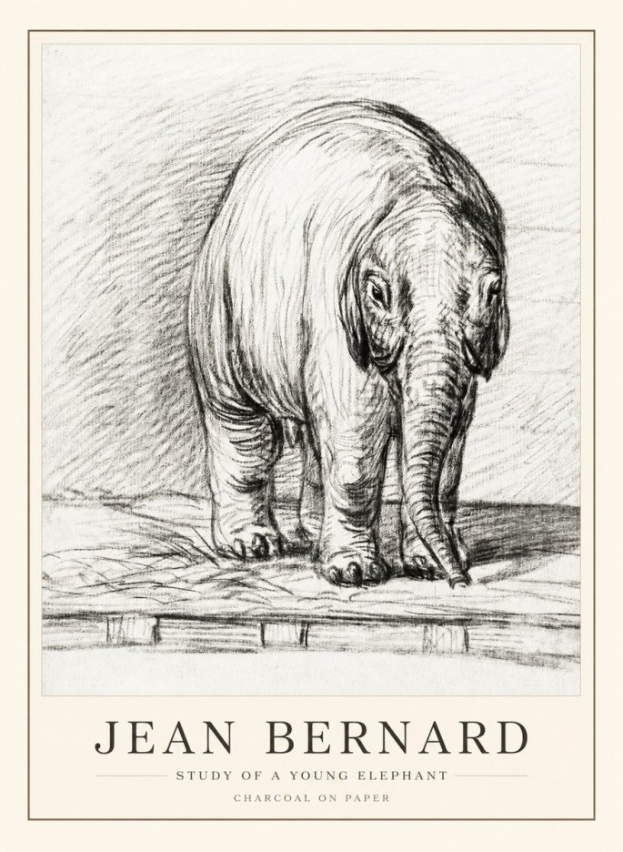 Jean Bernard Young Elephant No3 - Plakát
