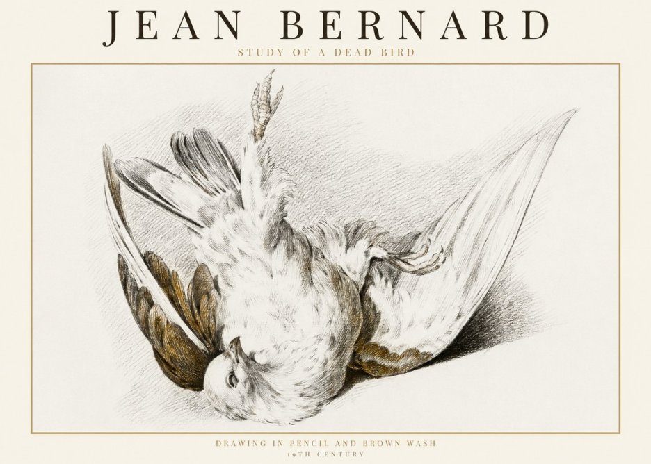 Jean Bernard Study of a Dead Bird No1 - Plakát