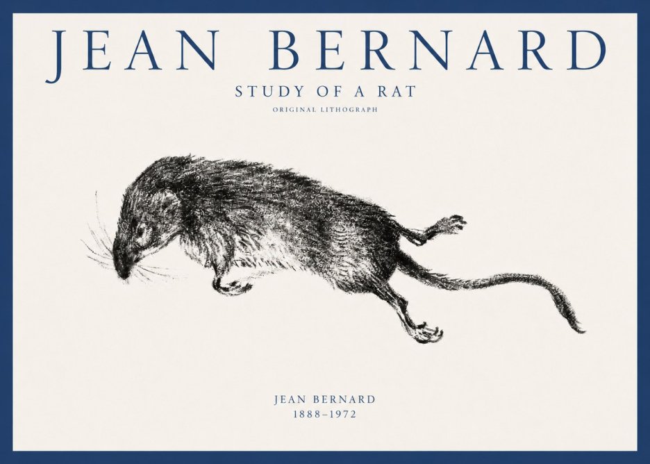 Jean Bernard Study of a Rat II No1 - Plakát