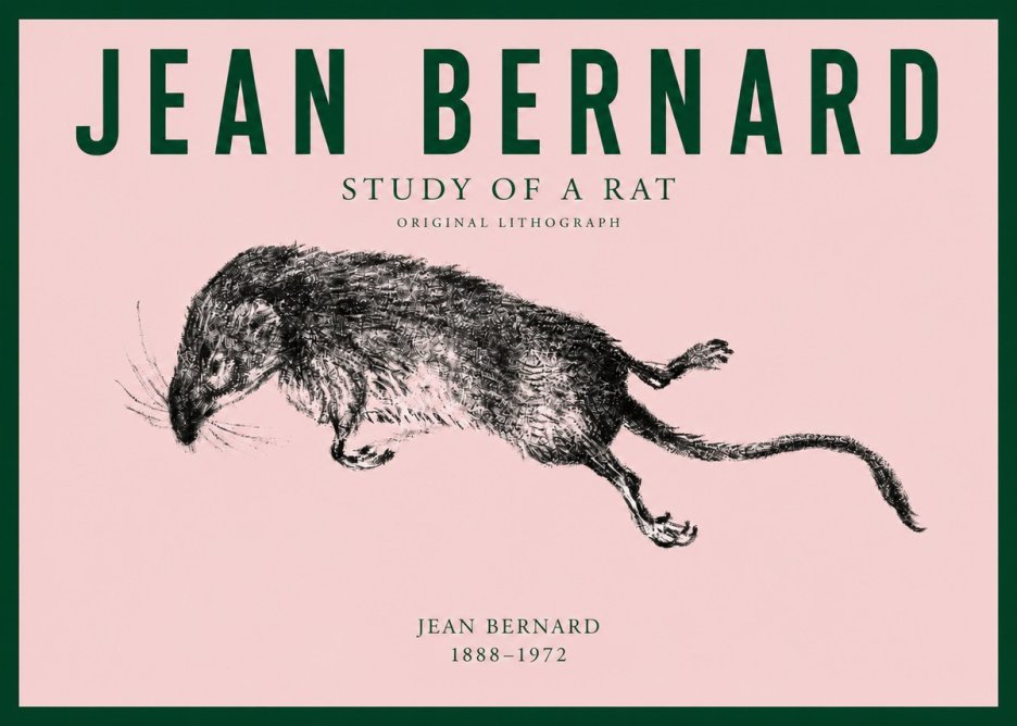 Jean Bernard Study of a Rat II No3 - Plakát