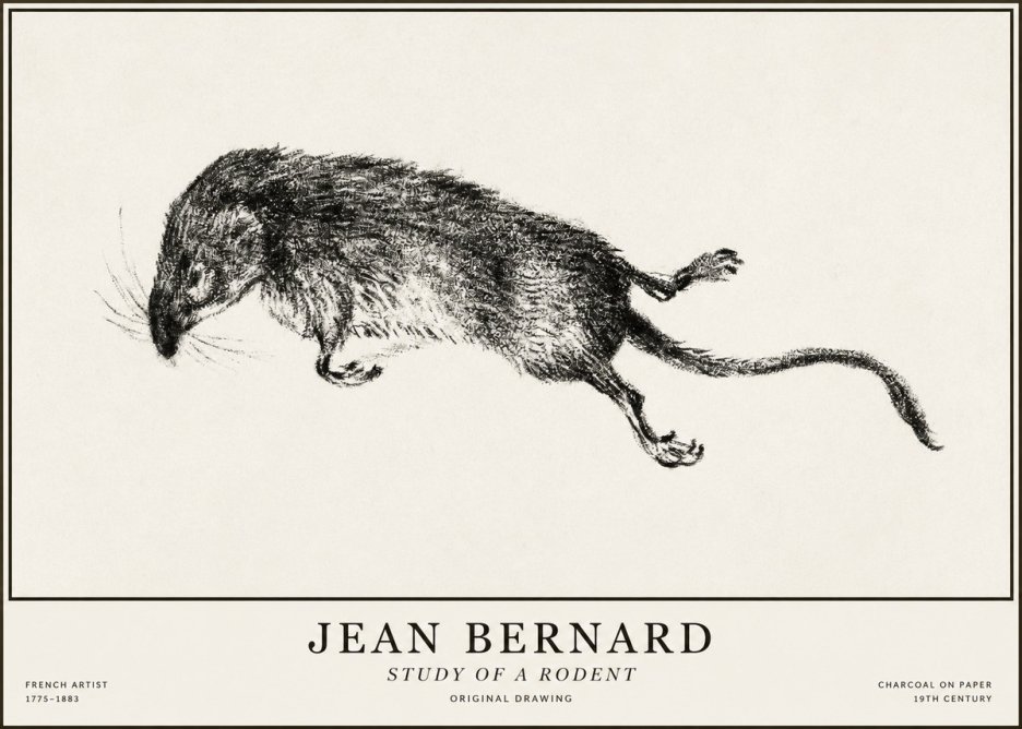 Jean Bernard Study of a Rat II No5 - Plakát