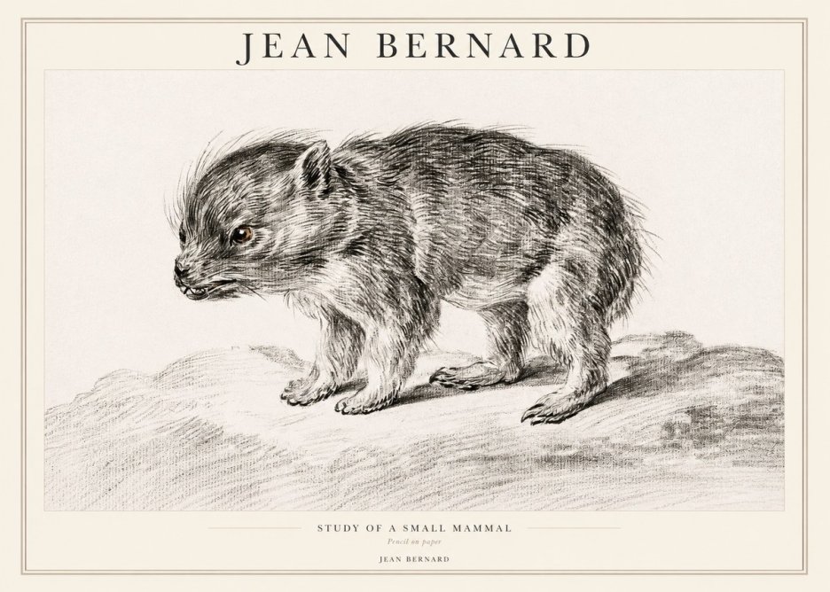 Jean Bernard Study of a Small Mammal No1 - Plakát