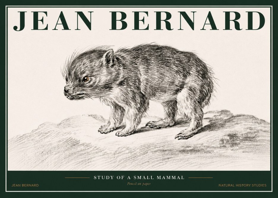 Jean Bernard Study of a Small Mammal No2 - Plakát