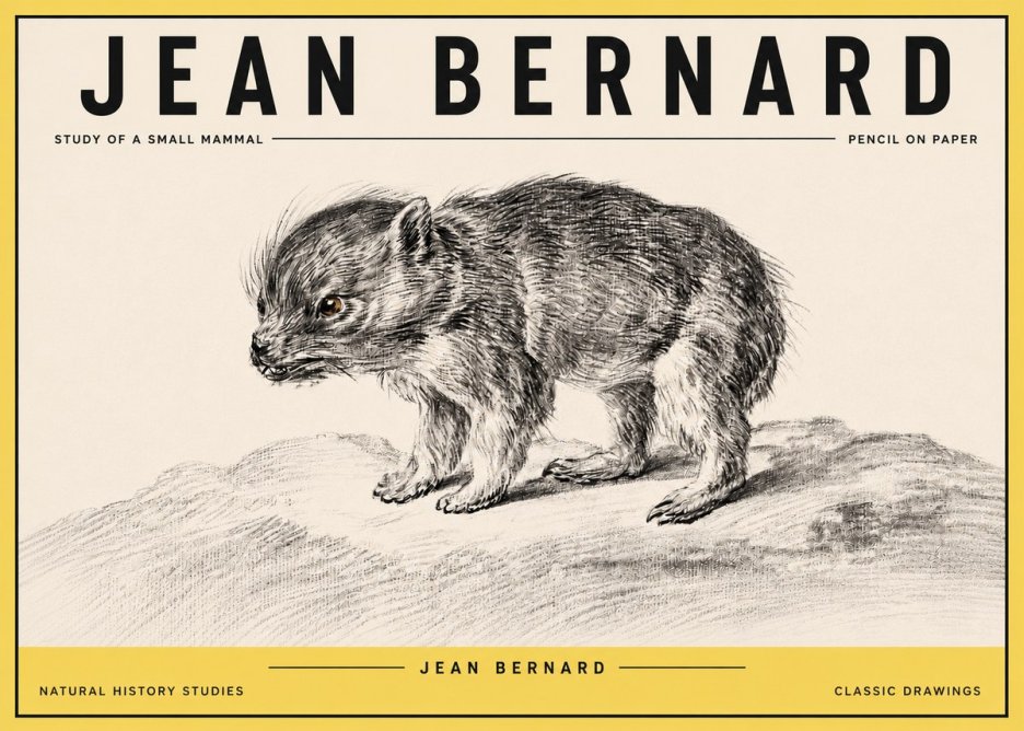 Jean Bernard Study of a Small Mammal No4 - Plakát