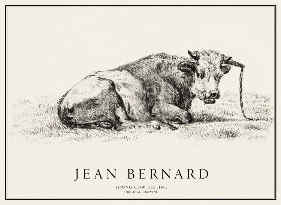 Jean Bernard Young Cow Resting No1 - Plakát