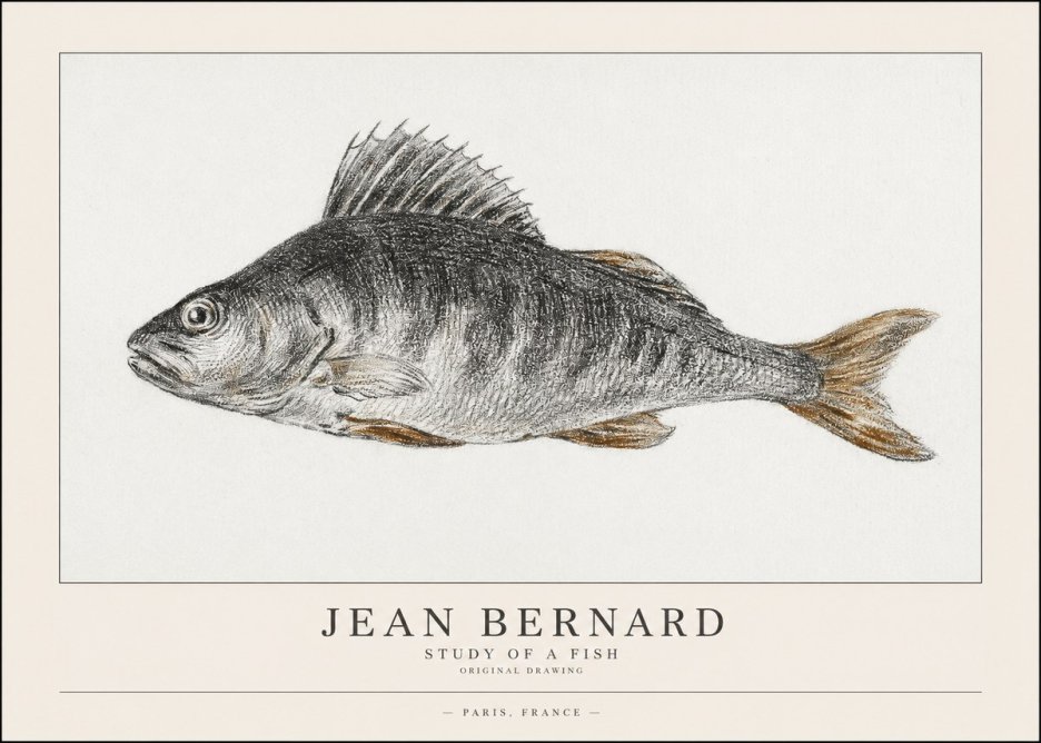 Jean Bernard Study of a Fish IV No1 - Plakát