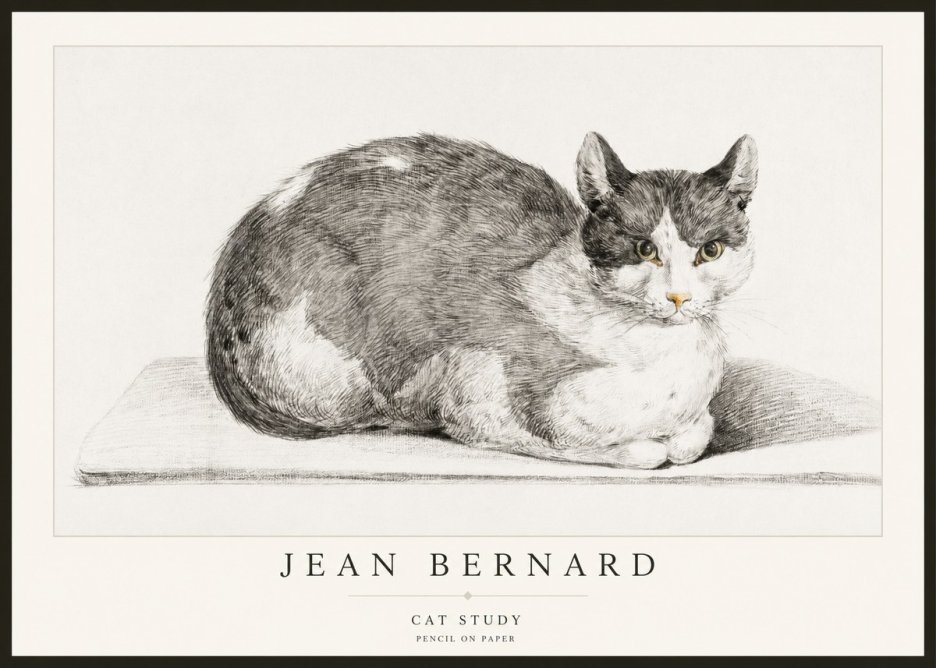 Jean Bernard Cat Study XI No2 - Plakát