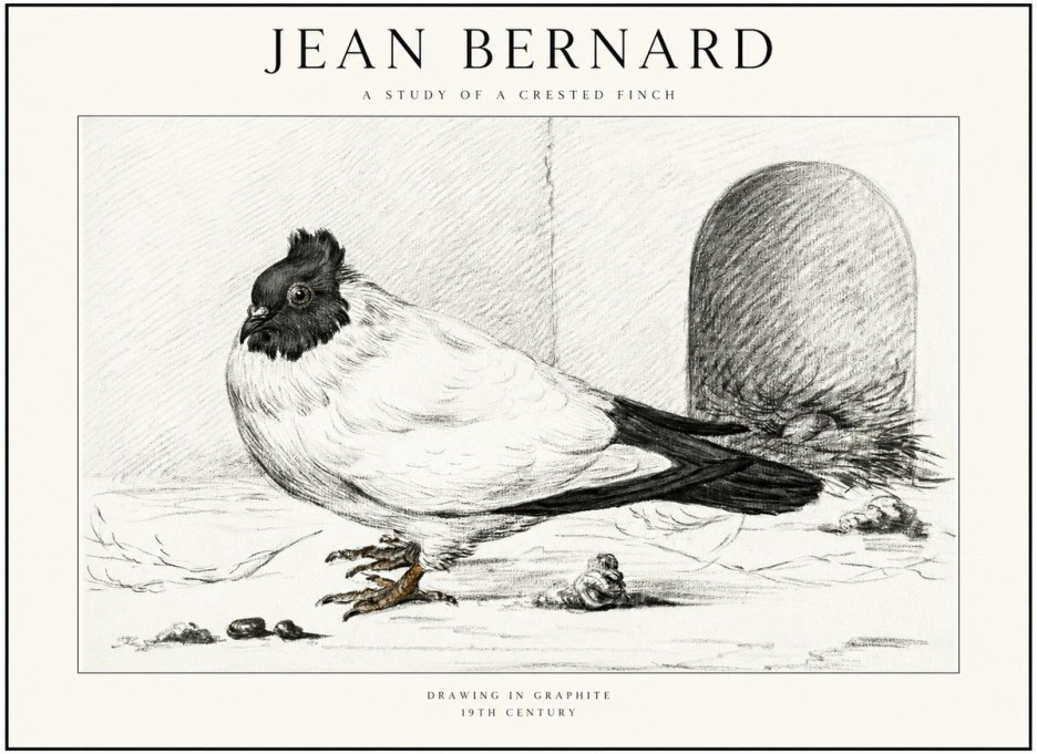 Jean Bernard A Study of a Crested Finch No1 - Plakát