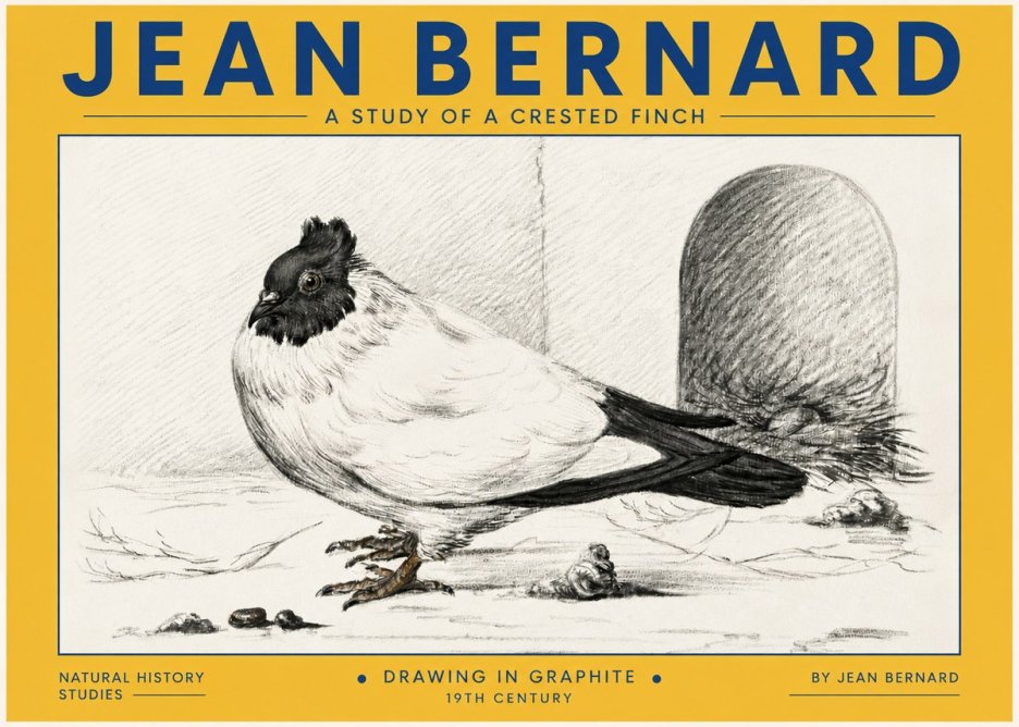 Jean Bernard A Study of a Crested Finch No4 - Plakát