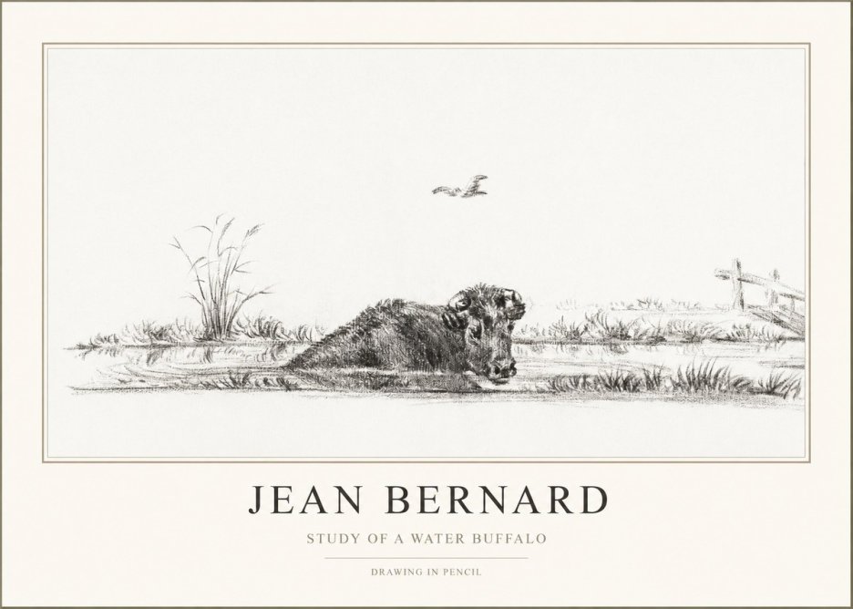 Jean Bernard Study of a Water Buffalo No1 - Plakát