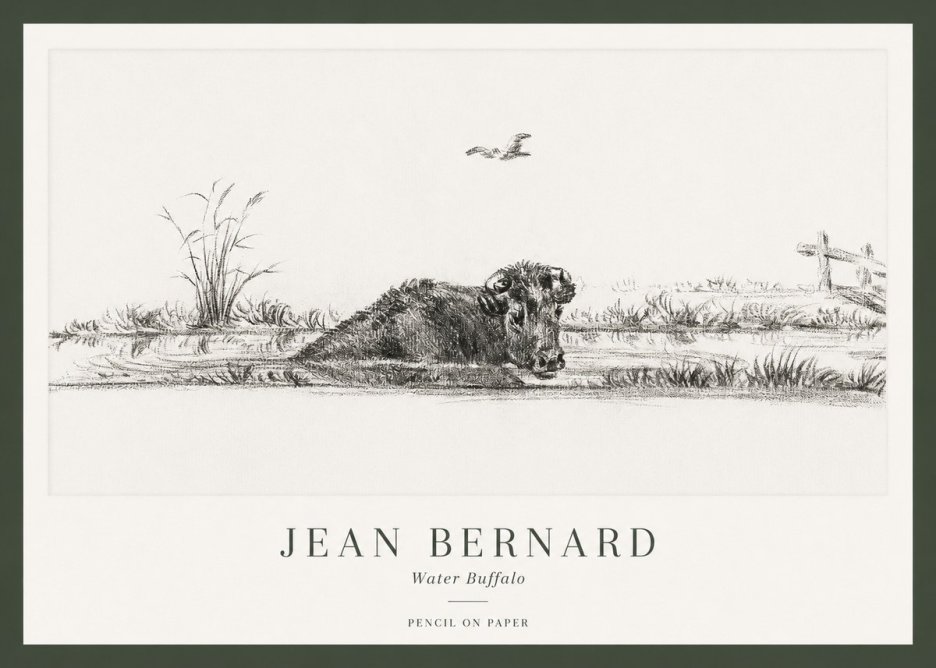 Jean Bernard Study of a Water Buffalo No2 - Plakát