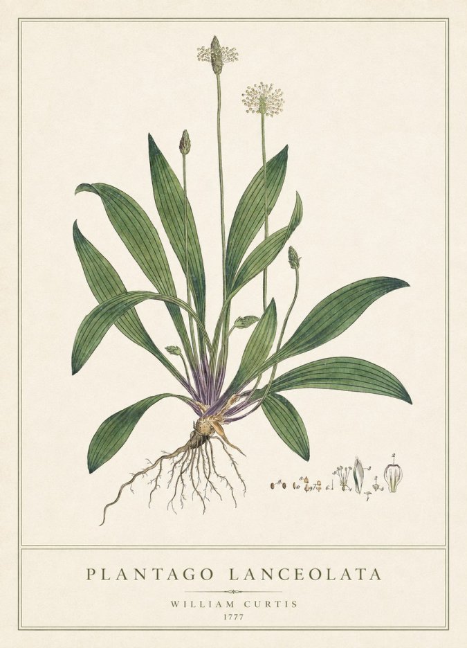 William Curtis Plantago Lanceolata III No1 - Plakát