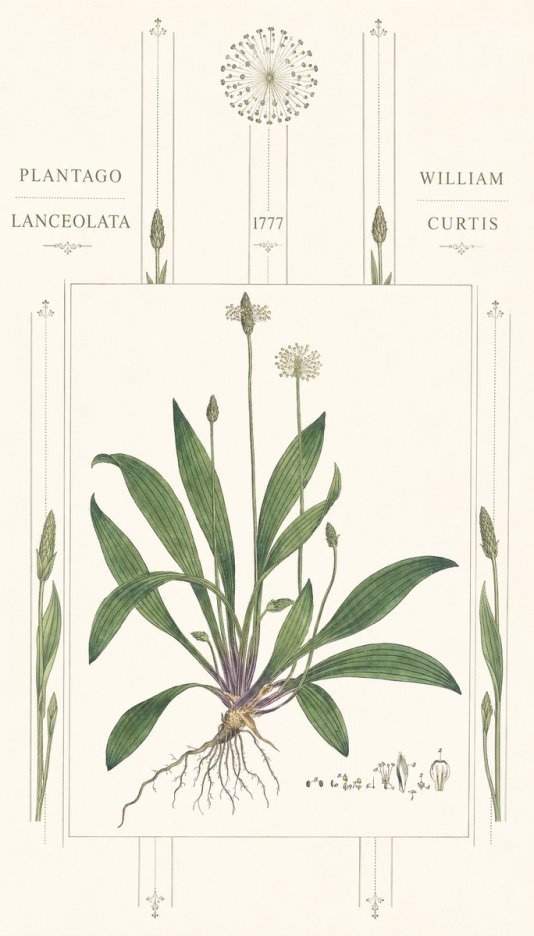 William Curtis Plantago Lanceolata III No6 - Plakát