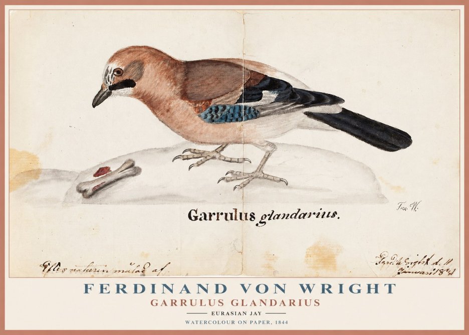Ferdinand von Wright Garrulus Glandarius No1 - Plakát