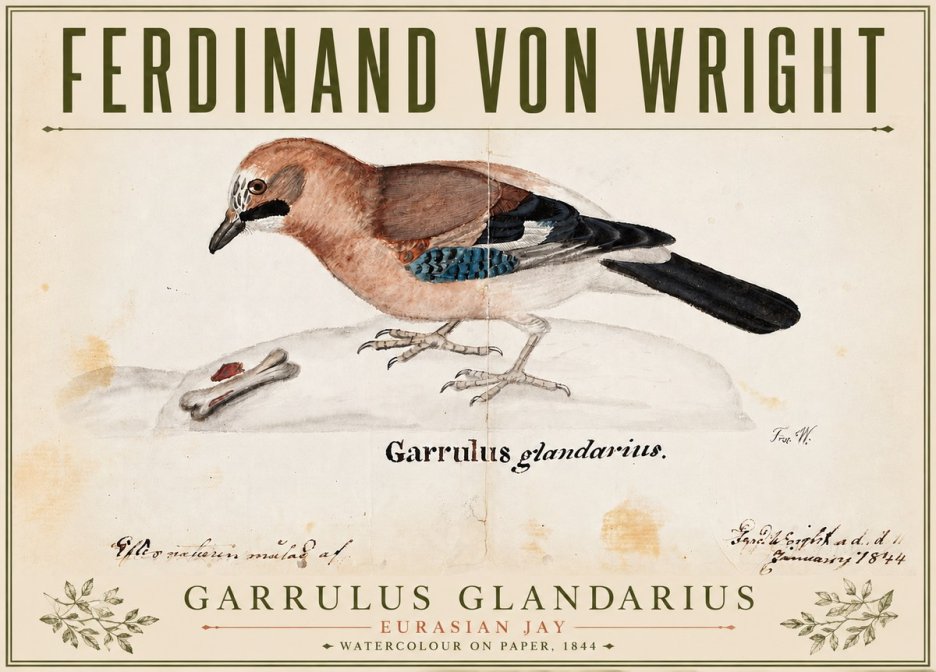 Ferdinand von Wright Garrulus Glandarius No4 - Plakát