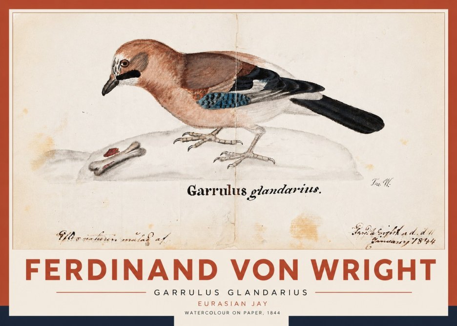 Ferdinand von Wright Garrulus Glandarius No5 - Plakát