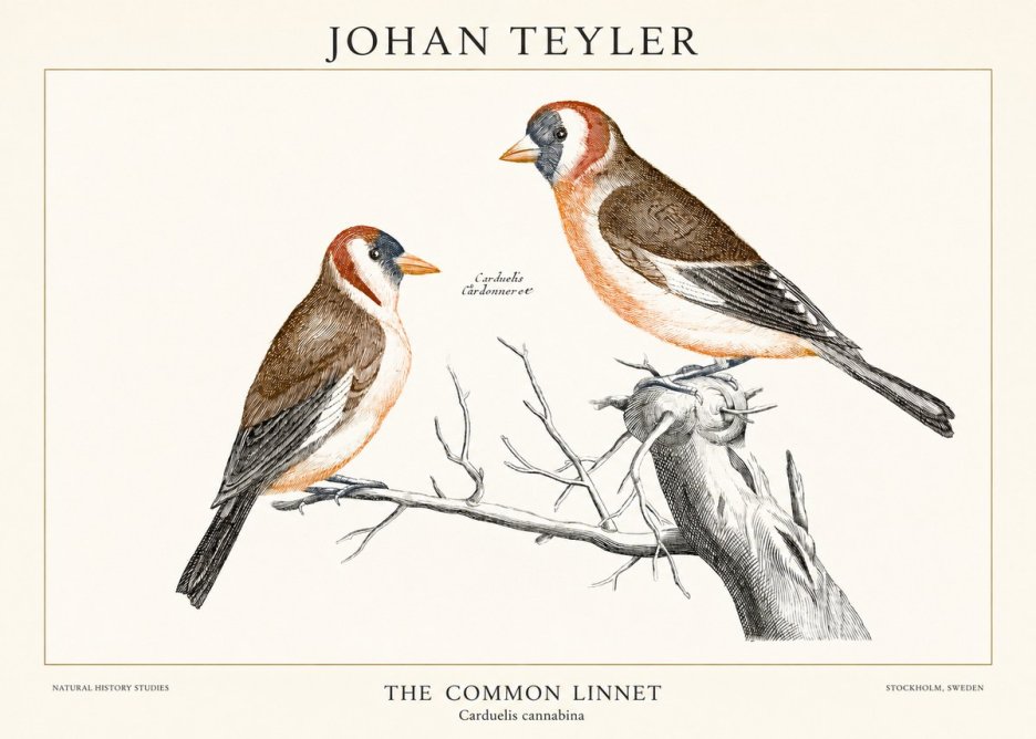 Johan Teyler The Common Linnet No1 - Plakát