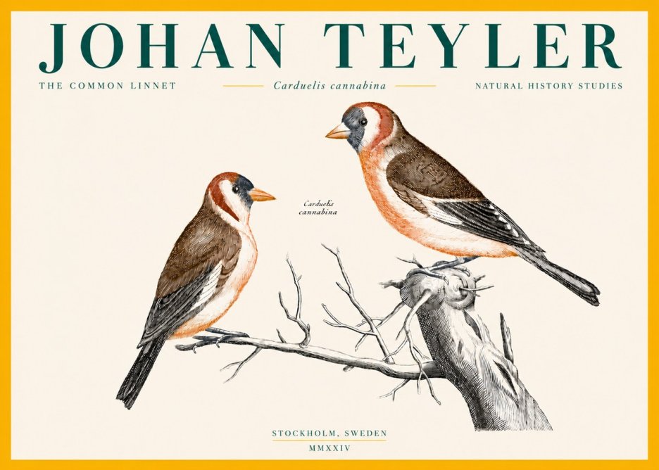 Johan Teyler The Common Linnet No4 - Plakát