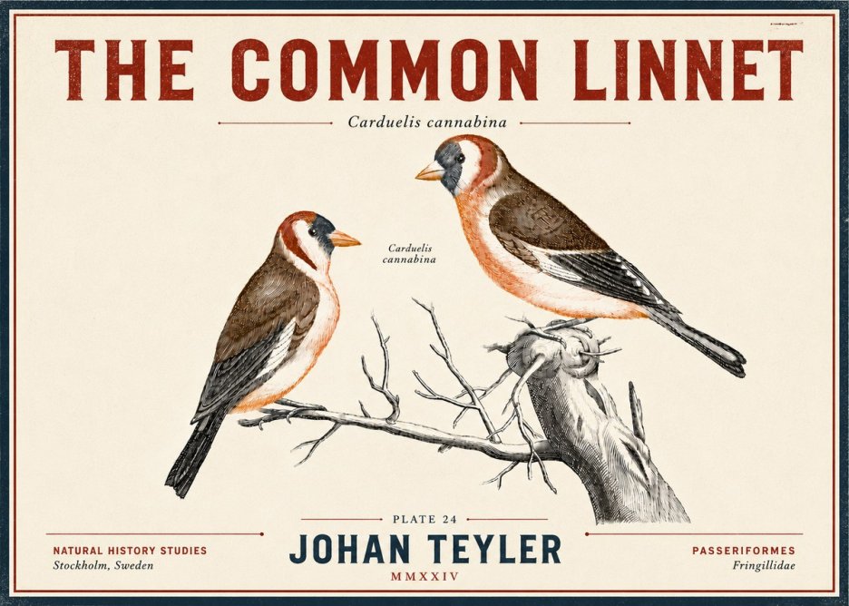 Johan Teyler The Common Linnet No6 - Plakát