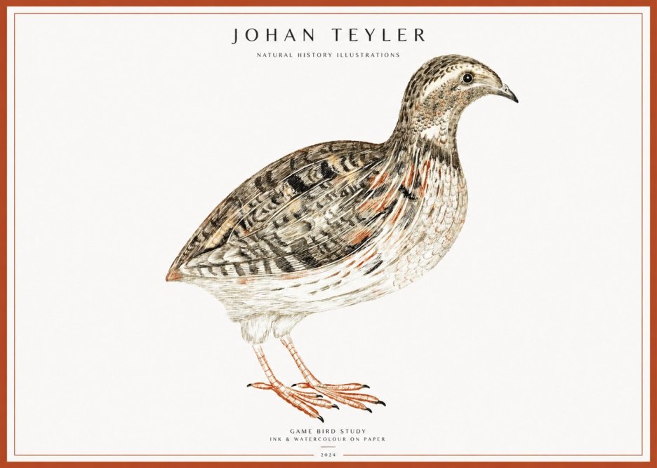 Johan Teyler Game Bird Study No1 - Plakát