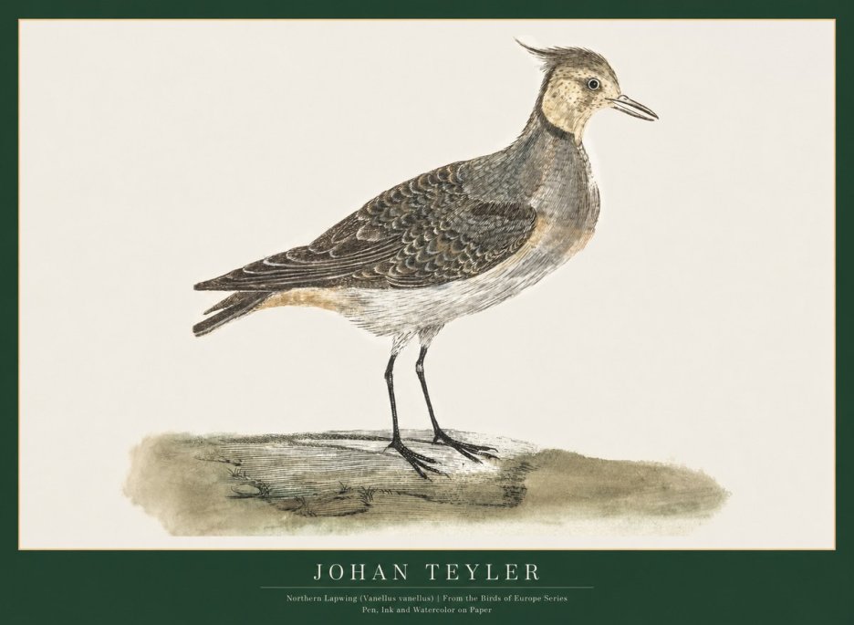 Johan Teyler Northern Lapwing (Vanellus Vanellus) No1 - Plakát