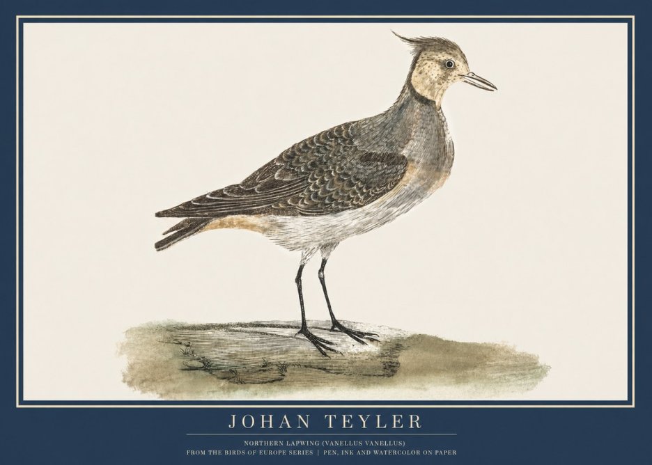 Johan Teyler Northern Lapwing (Vanellus Vanellus) No2 - Plakát