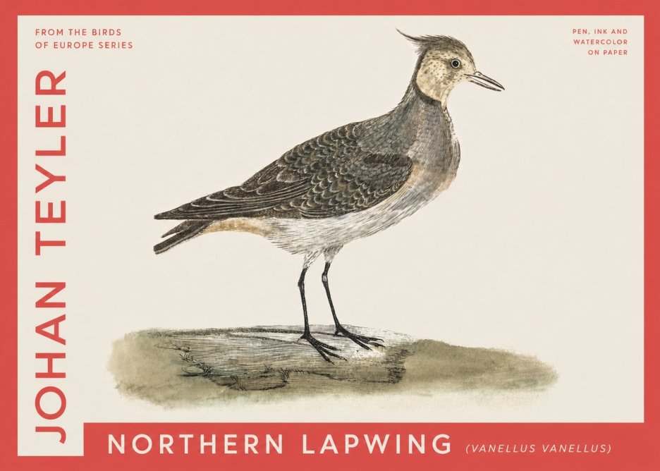 Johan Teyler Northern Lapwing (Vanellus Vanellus) No4 - Plakát