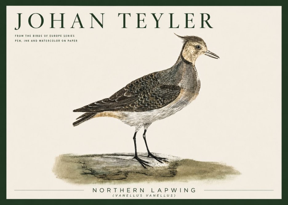 Johan Teyler Northern Lapwing (Vanellus Vanellus) No5 - Plakát