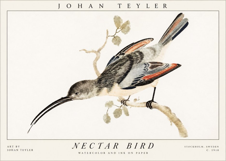 Johan Teyler Nectar Bird No1 - Plakát